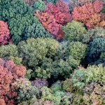 View of Zojo-ji Temple grounds from Tokyo Tower